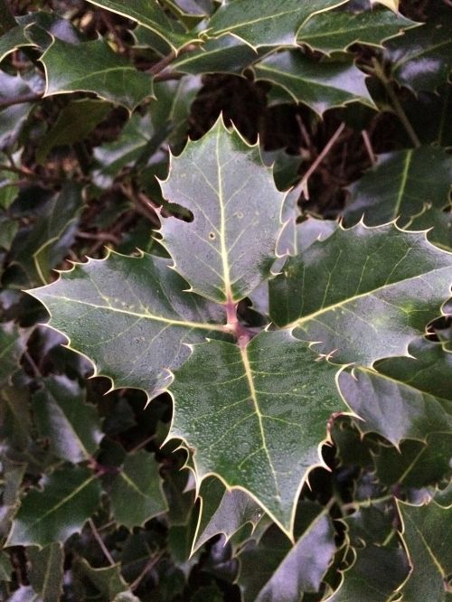 holly leaves christmas