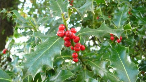 holly flowering