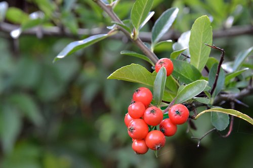 holly  ilex  plant