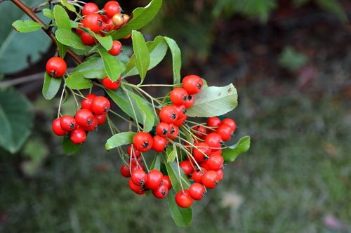 holly  ilex  berries