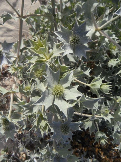 holly dune flora flora