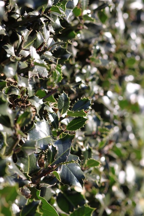 holly  winter  decoration