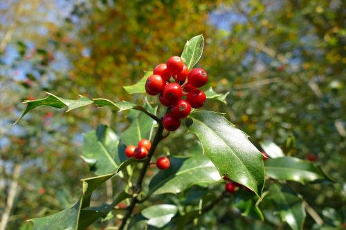 holly autumn berries