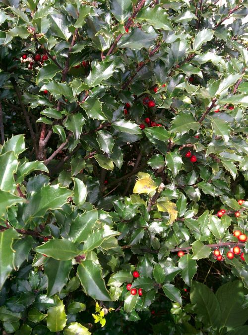 holly berries outdoor