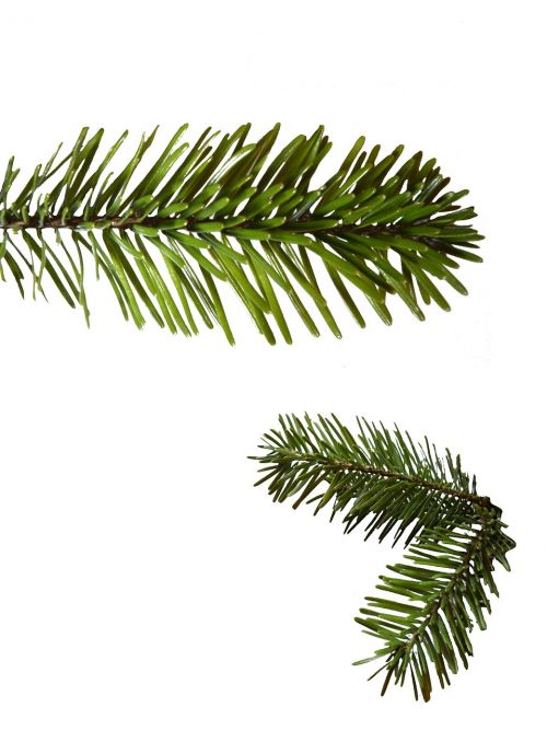 holly fir green christmas