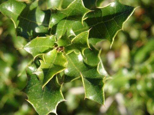 holly green leaves