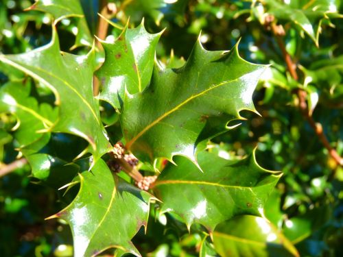 holly ilex leaf