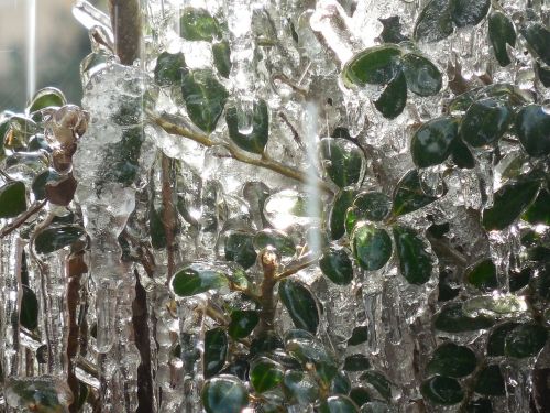 holly ice winter