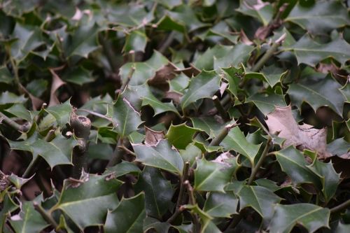 holly tips nature