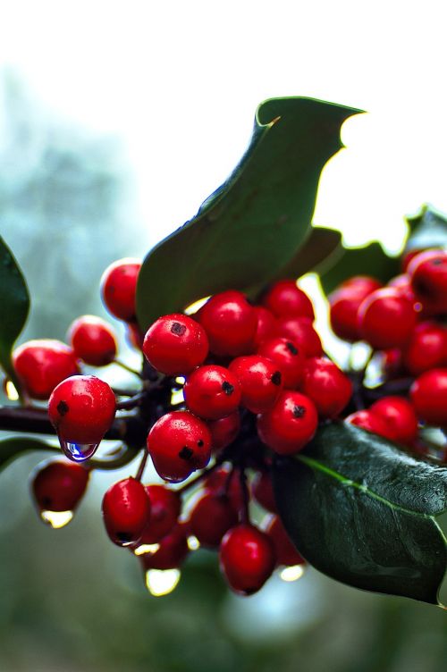 holly red berry
