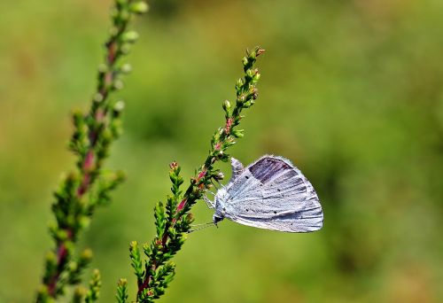 holly blue celastrina argiolus butterfly