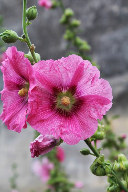 hollyhock passerose pink