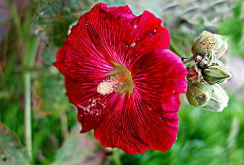 hollyhock common hollyhock flower
