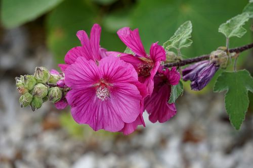 hollyhock flower flora