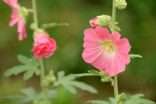 hollyhock pink green