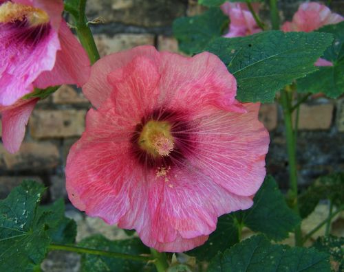 hollyhock garden plant summer