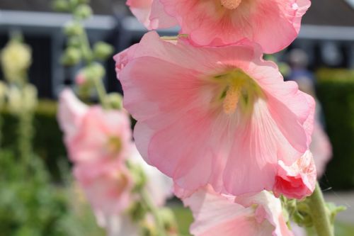 hollyhock pink flower