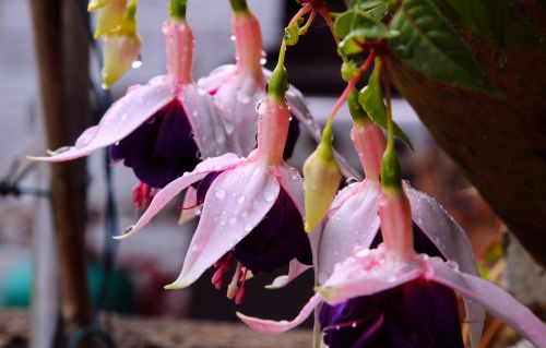 hollyhock flowers pink