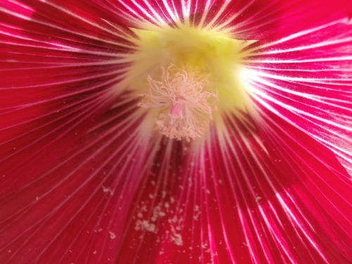 hollyhock flower pistil