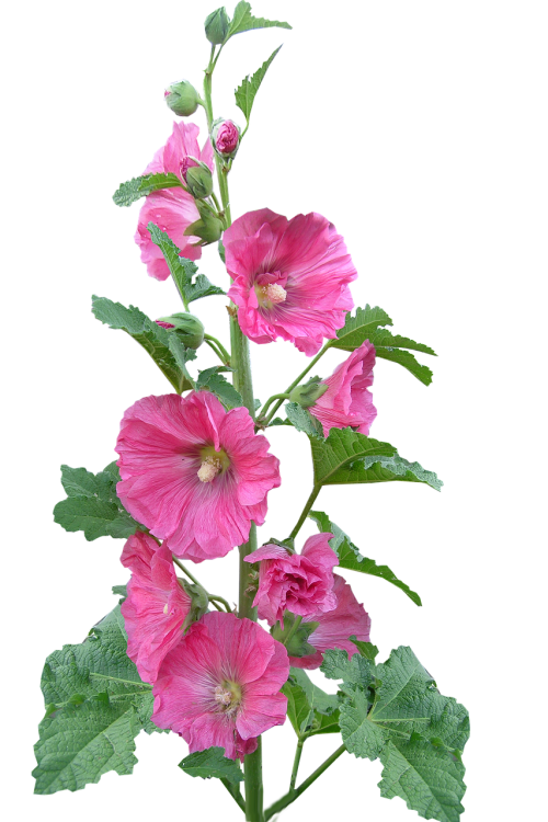 hollyhock flowers pink