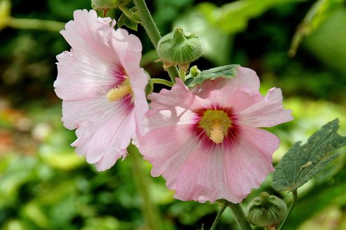 hollyhock  pink  flower