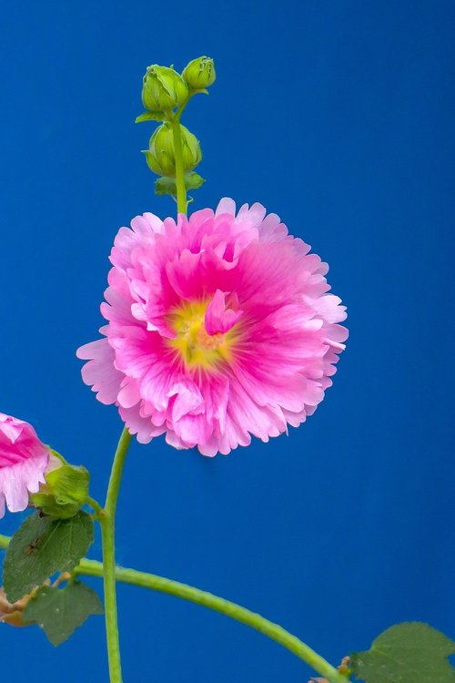 hollyhock  flower  plant