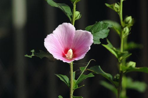 hollyhock  pink  flowers