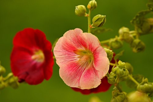 hollyhock  flower  plant