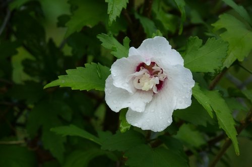 hollyhock  flower  white