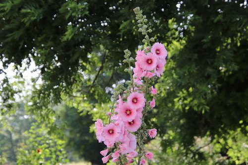 hollyhock  color pink  flowers
