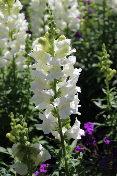 hollyhock flower white