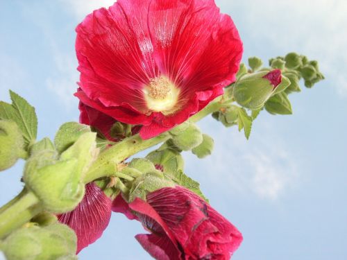 hollyhock blue sky button