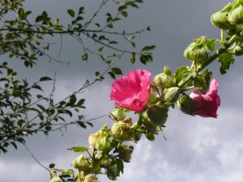 hollyhock alcea rosea pink