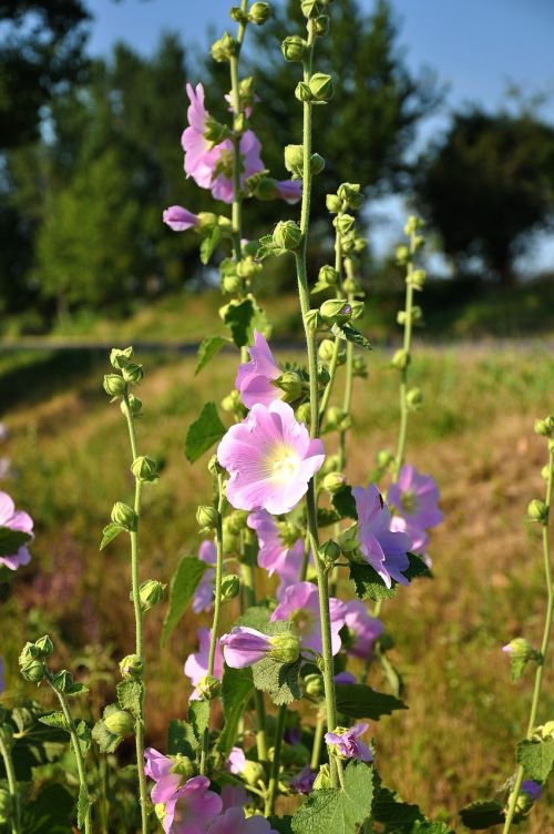 hollyhock wildflower roads in flower