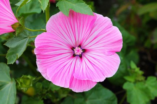 hollyhock flower mallow flower