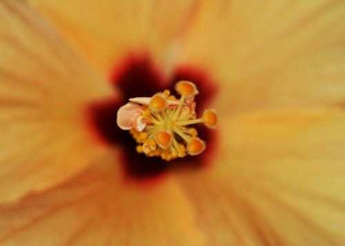 hollyhock flower pistil nature