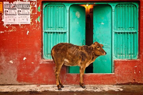 holy cow door