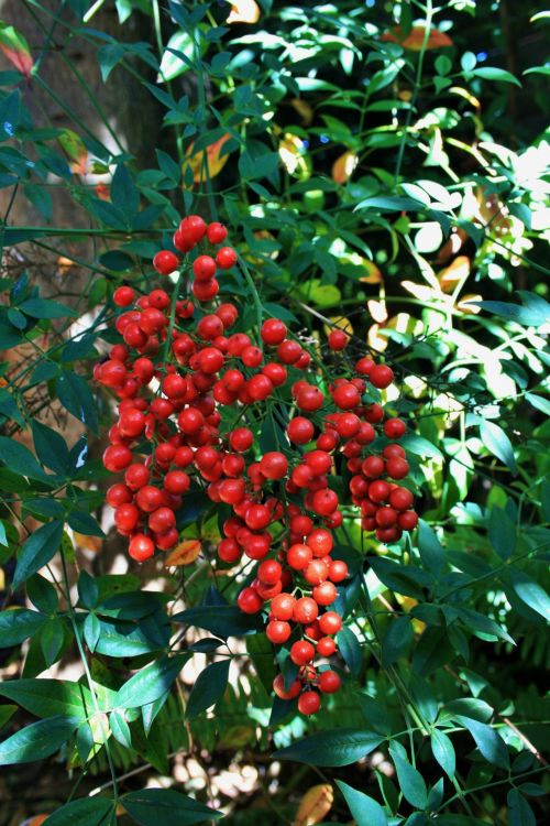 Holy Bamboo&#039;s Red Berries