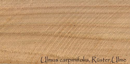 Wood Pattern, Ulmus Carpinifolia