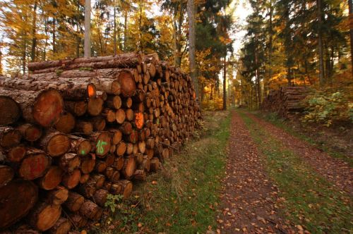 holzstapel like trees timber industry