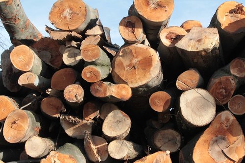 holzstapel  tree trunks  firewood