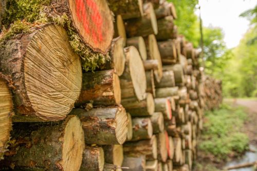 holzstapel cut chainsaw