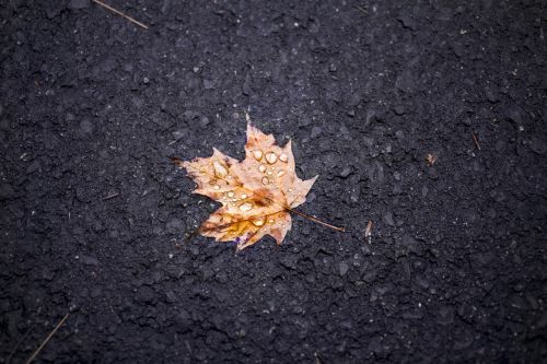 leaf maple soil