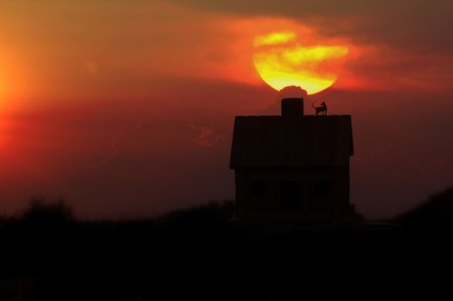 home cat sunset