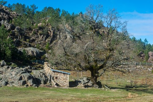 home  pasture  nature