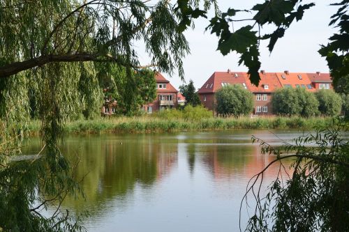 home lake tree