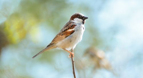 home sparrow beautiful sparrow pakistani sparrow
