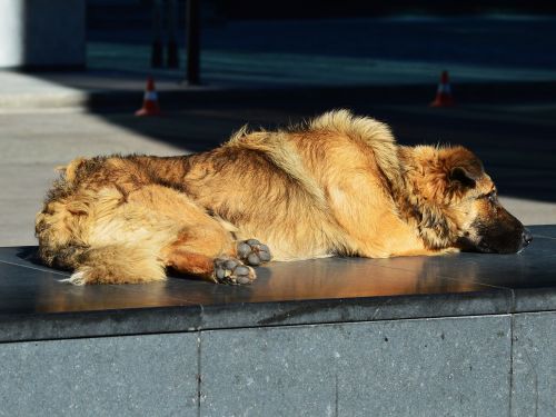 homeless stray dog