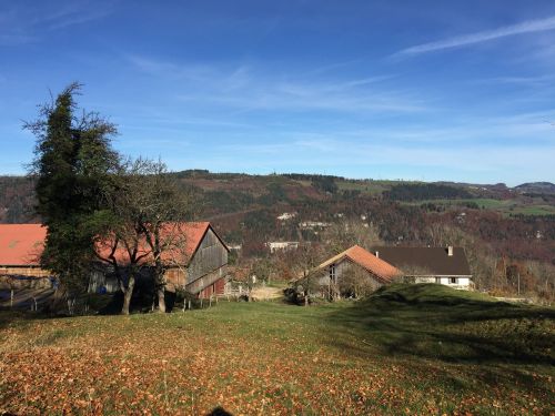 homestead jura meadow