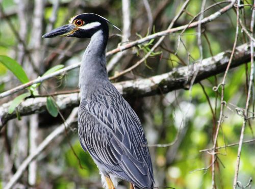 honduras jungle bird